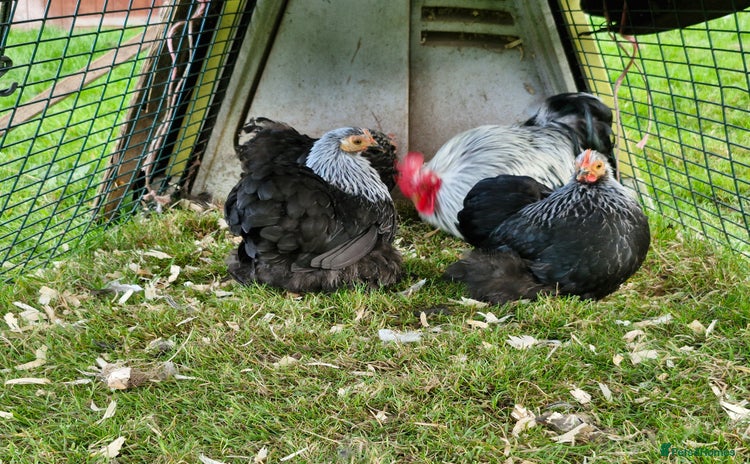Chickens poultry - Advert 1