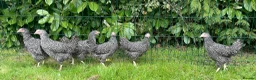 Chickens poultry for sale: Chickens Point of lay hens - Advert 7