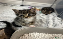 Domestic Shorthair cats for sale: Domestic short hair  - Image 2