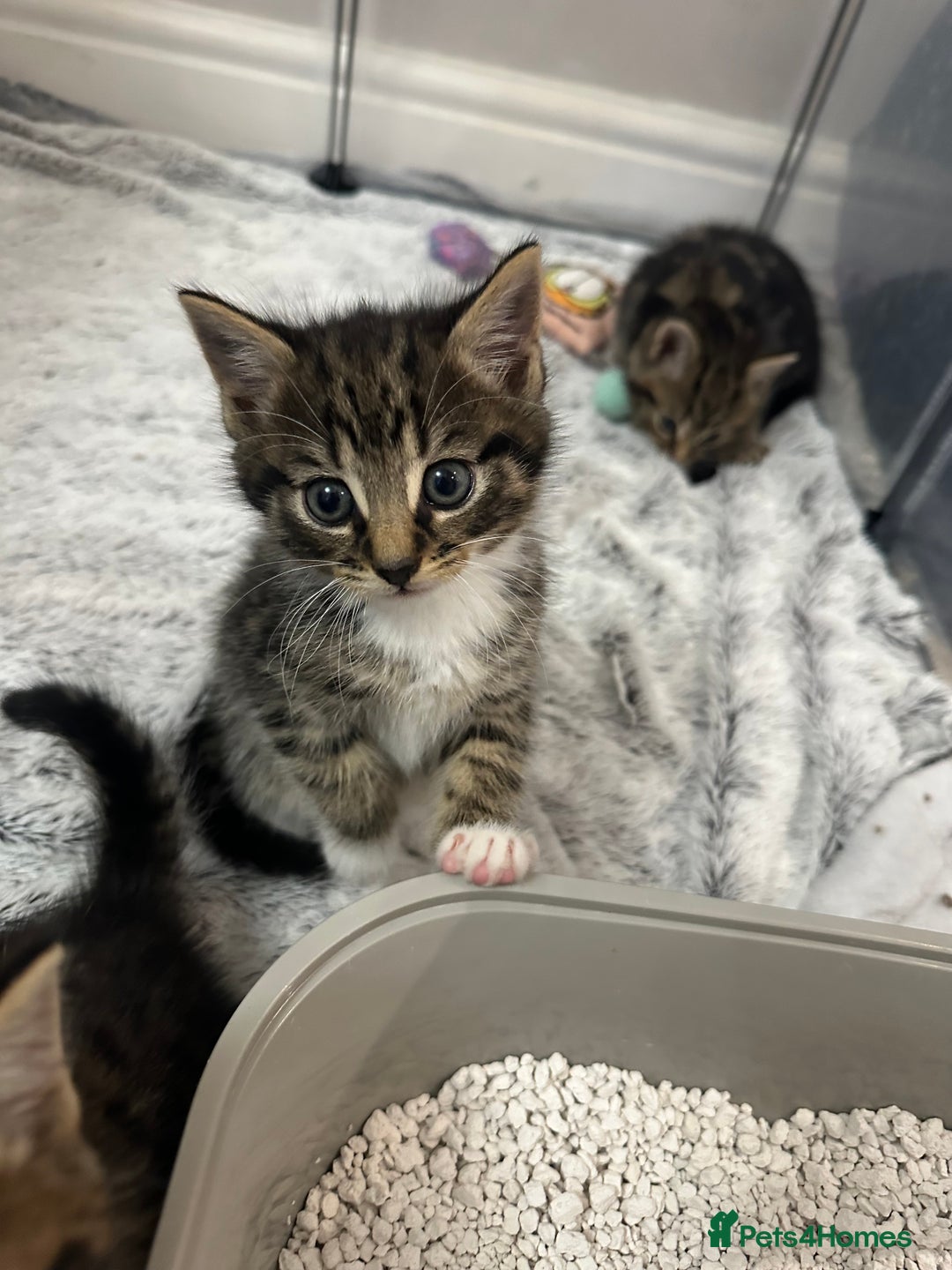 Domestic Shorthair cats for sale: Domestic short hair  - Image 2