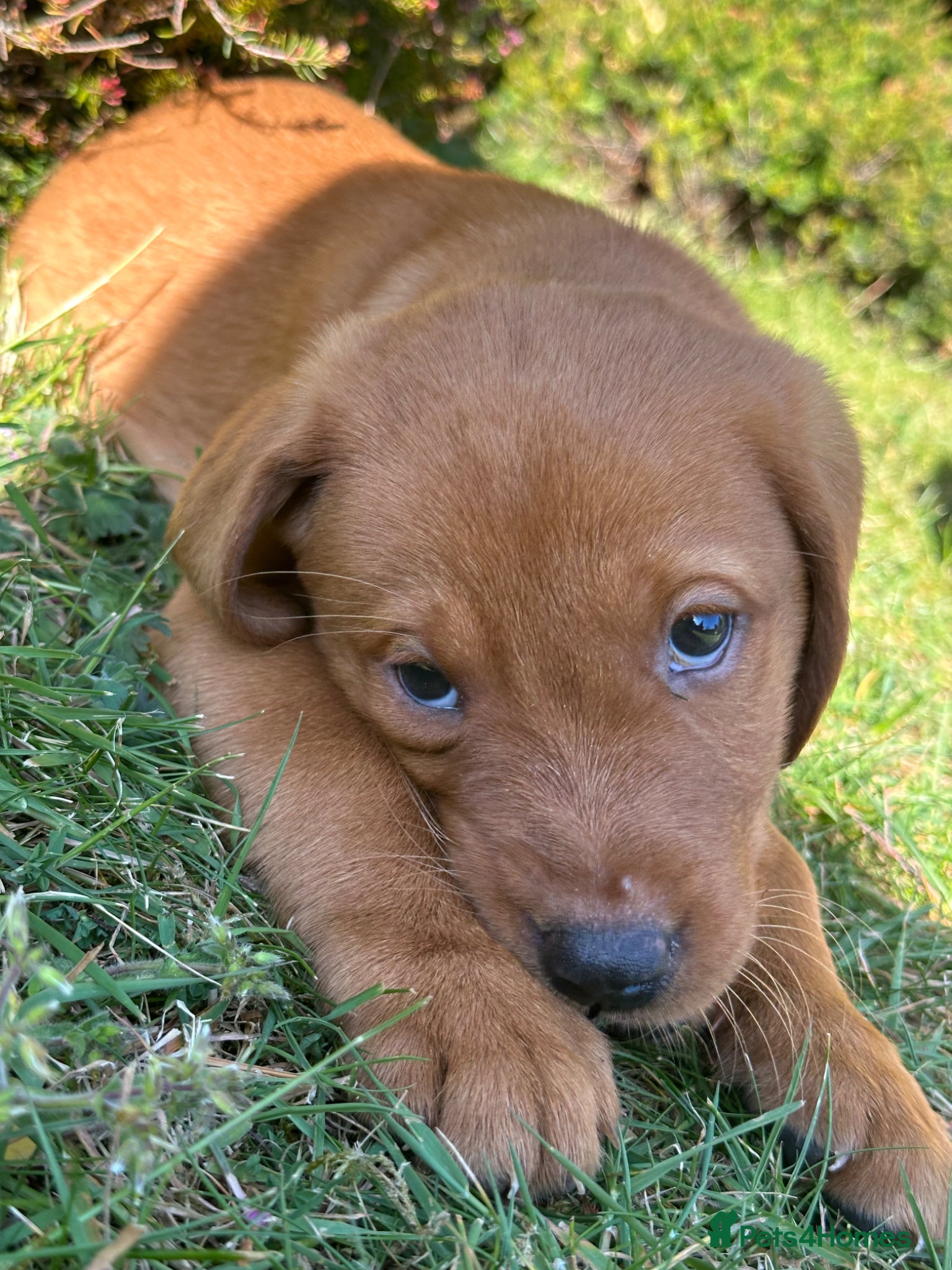 Labrador Retriever dogs ⭐️READY TO LEAVE NOW kcregistered Labrador puppies - Advert 1