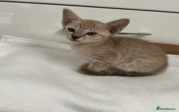Tonkinese cats for sale: GCCF Registered Tonkinese Kittens - Image 8