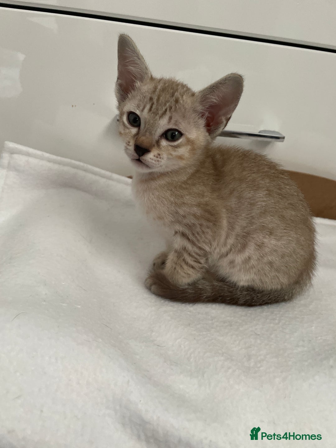 Tonkinese cats for sale: GCCF Registered Tonkinese Kittens - Image 8