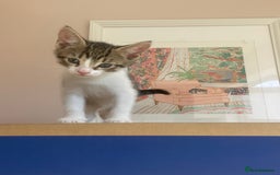 Domestic Shorthair cats for sale: Adorable Tabby Boy  - Image 1