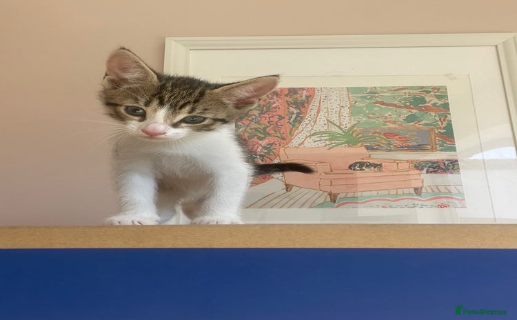 Domestic Shorthair cats - Advert 2
