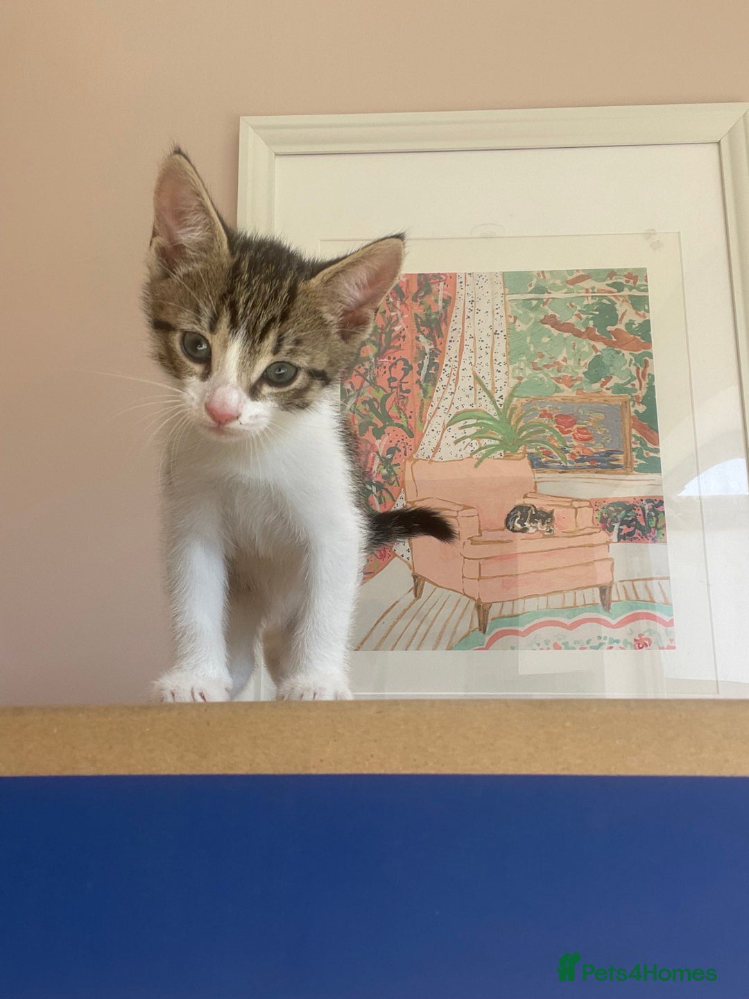 Domestic Shorthair cats for sale: Adorable Tabby Boy  - Image 1
