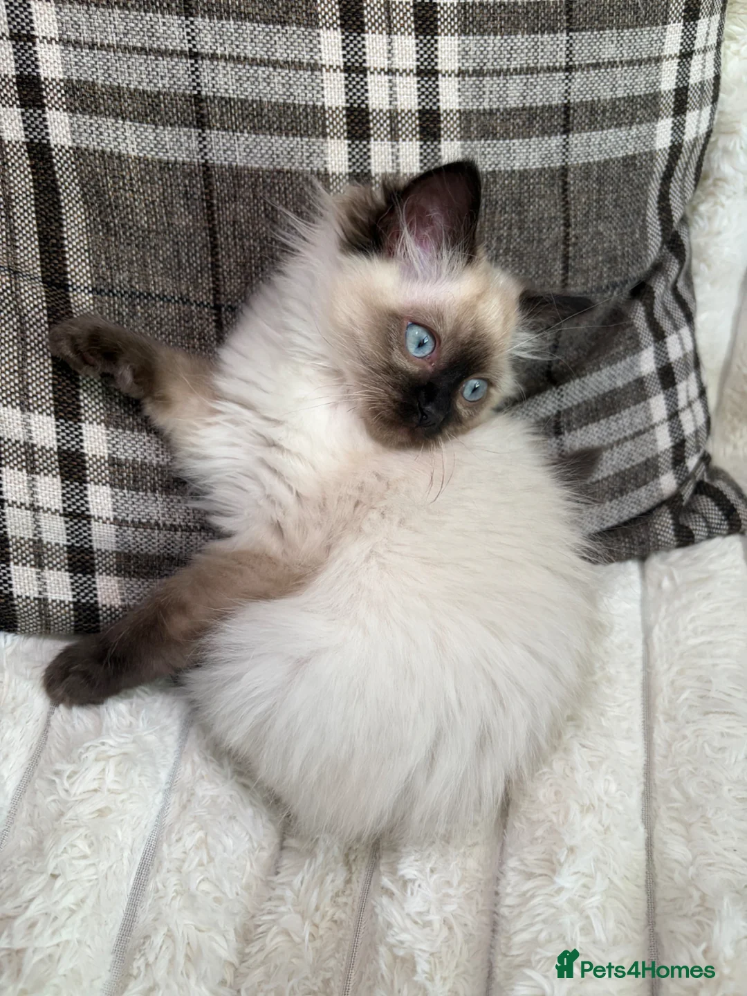 Ragdoll cats for sale: Ready❤️Gccf Luxury Seal Point Ragdoll Kittens ❤️ in Bradford - Advert 1