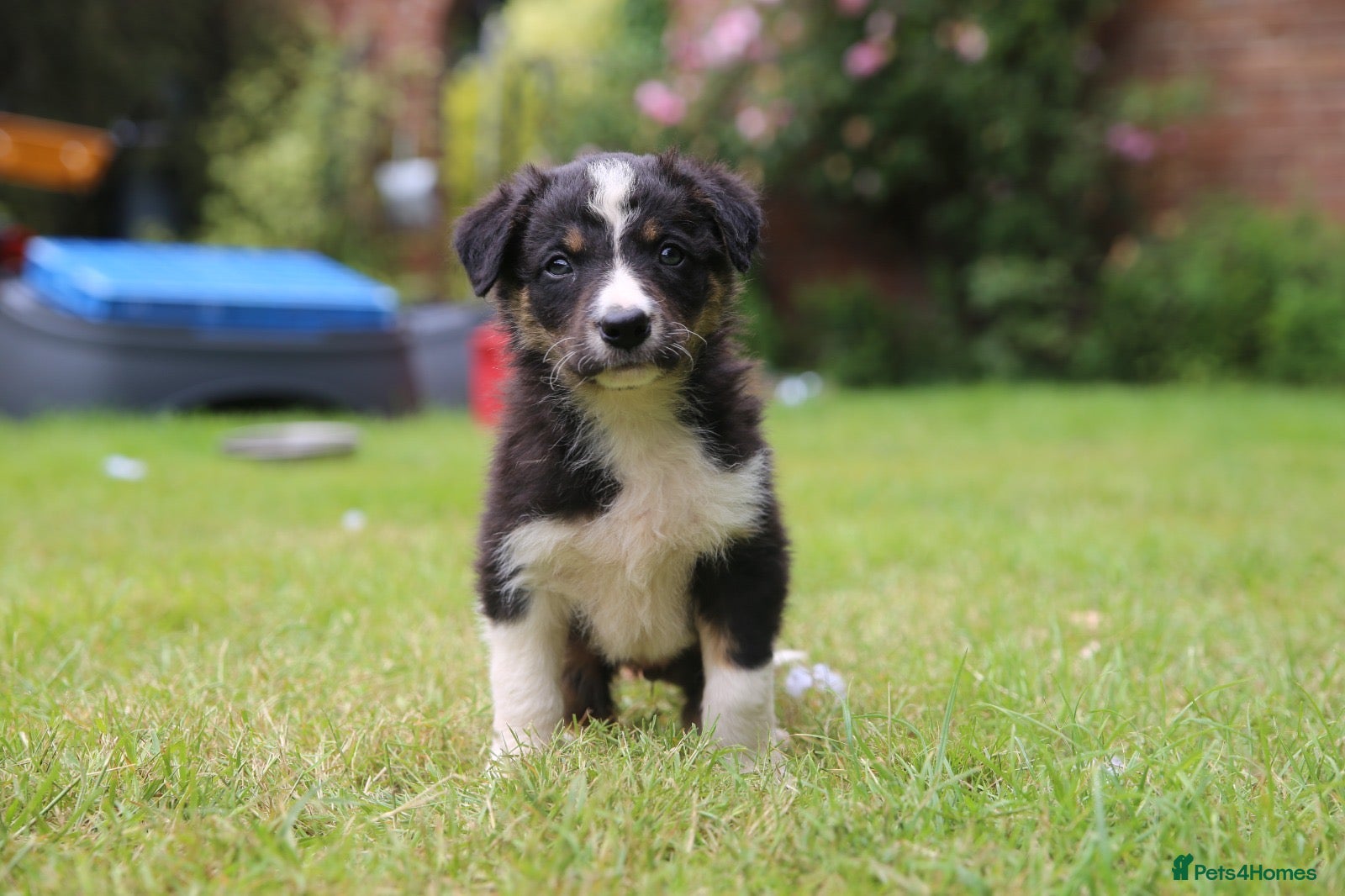 Border Collie dogs Black/ White & Tan Health Tested - Advert 2