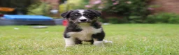 Border Collie dogs for sale: Black/ White & Tan Health Tested - Advert 4