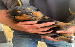 Rottweiler dogs for sale: Rottie pups - Image 13