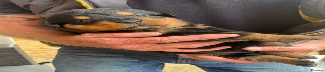 Rottweiler Puppy 5