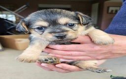 Jackapoo dogs for sale: Jackapoo Puppies - Image 4