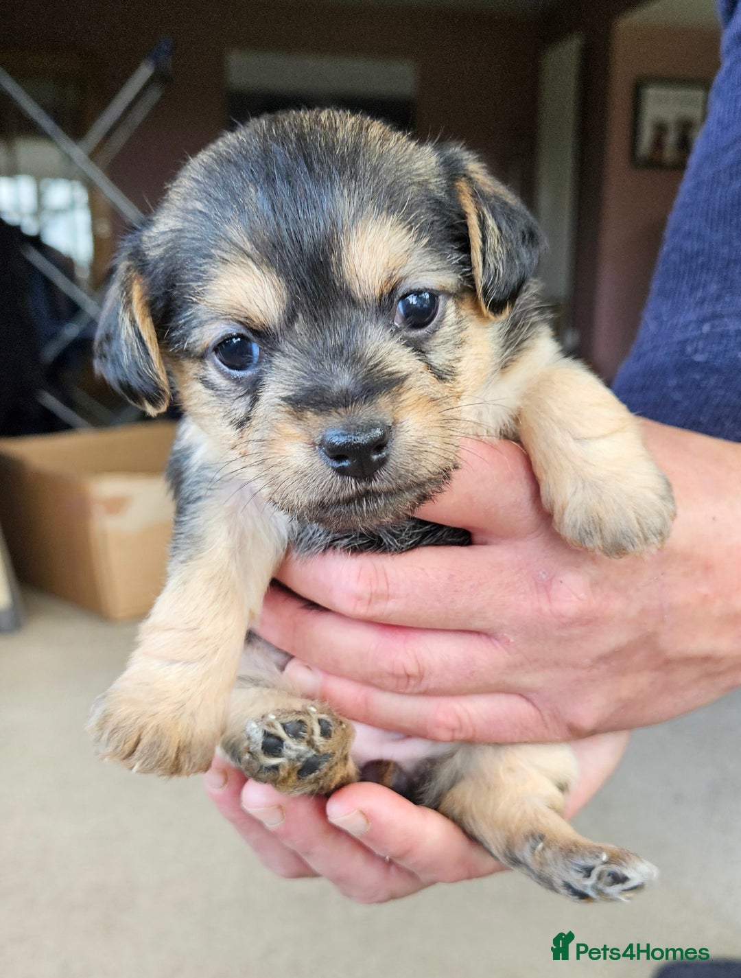 Jackapoo dogs for sale: Jackapoo Puppies - Image 4