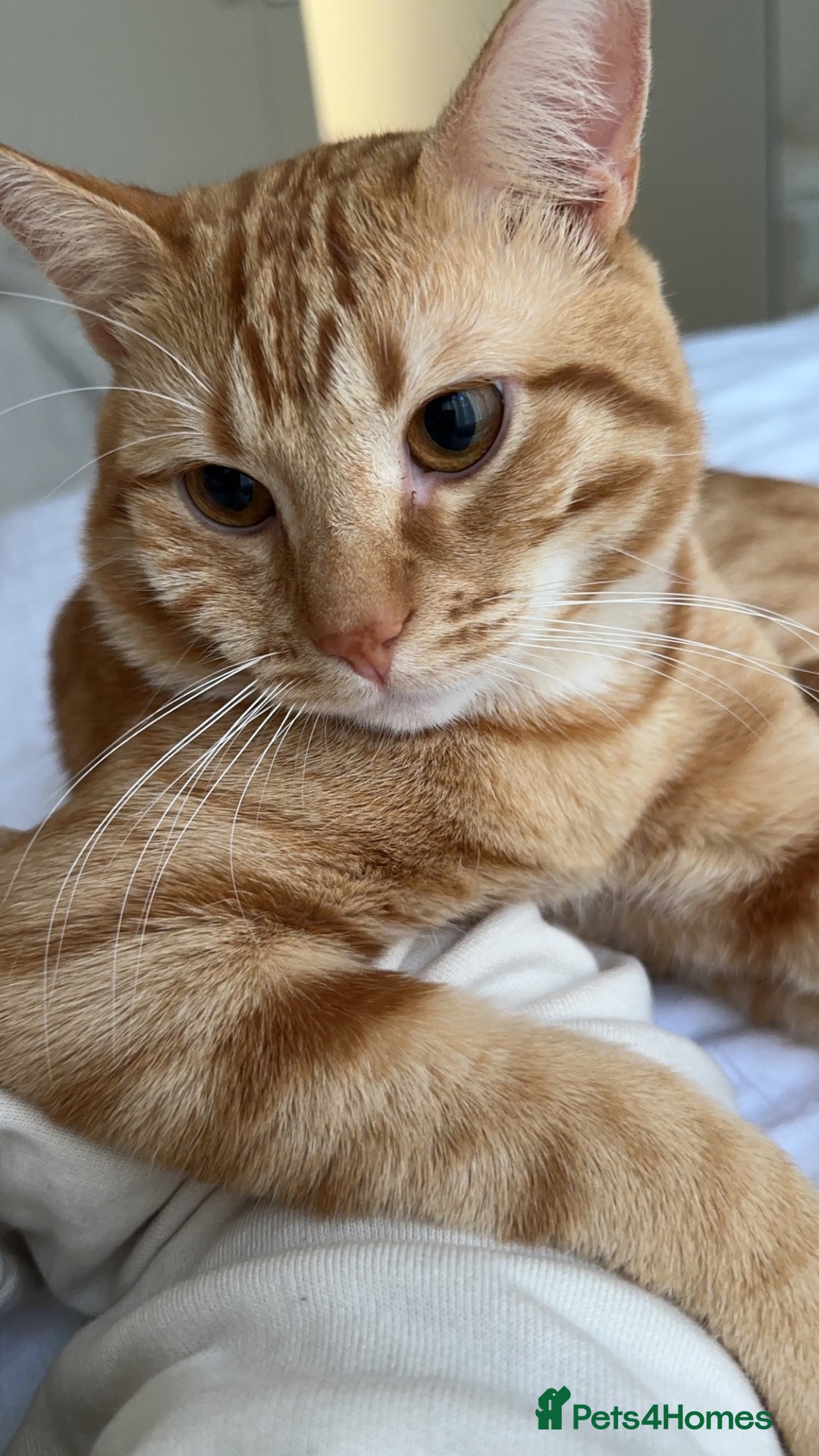 Siberian cats for sale: Male mix breed siberian and british shorthair cat - Image 7