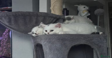 British Shorthair cats - Advert 4