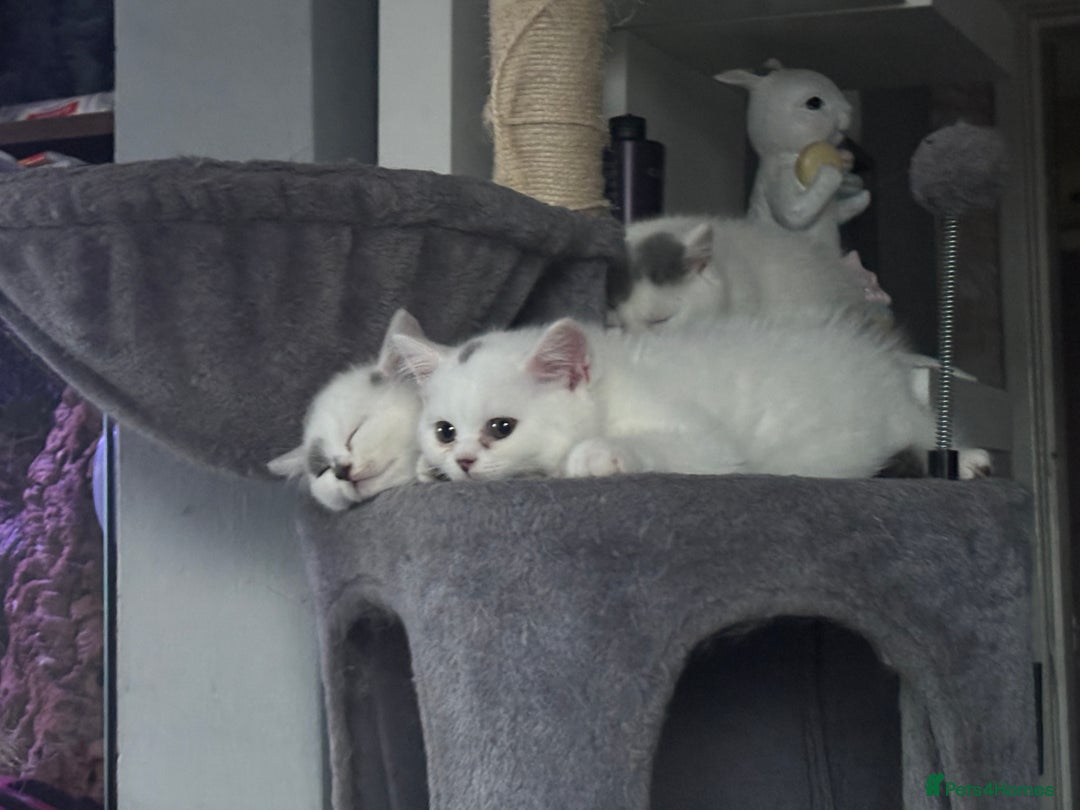 British Shorthair cats for sale: Last 2 boys!!  - Image 2
