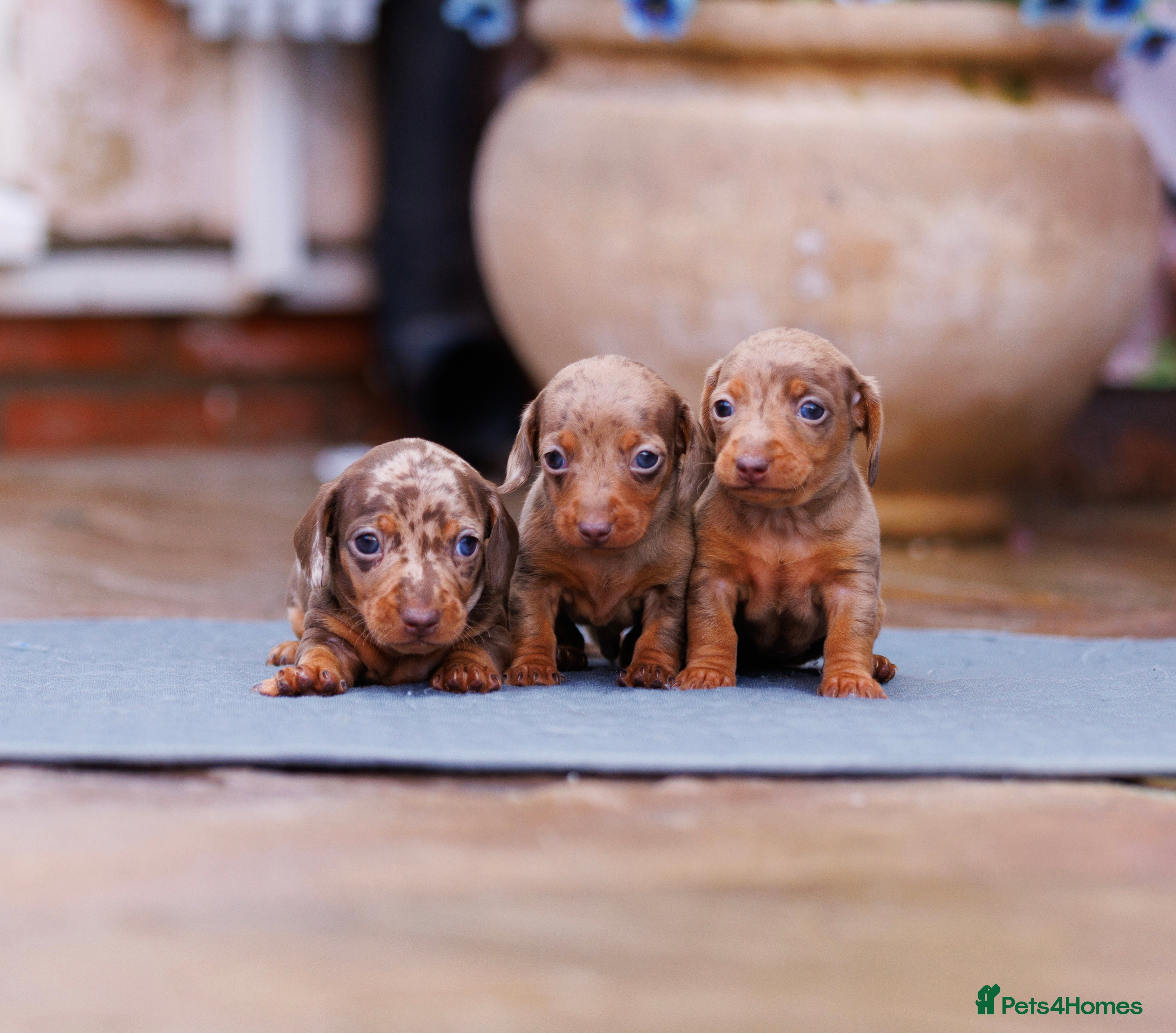 Miniature Dachshund dogs Top Tier Miniature Dachshunds for sale! - Advert 6