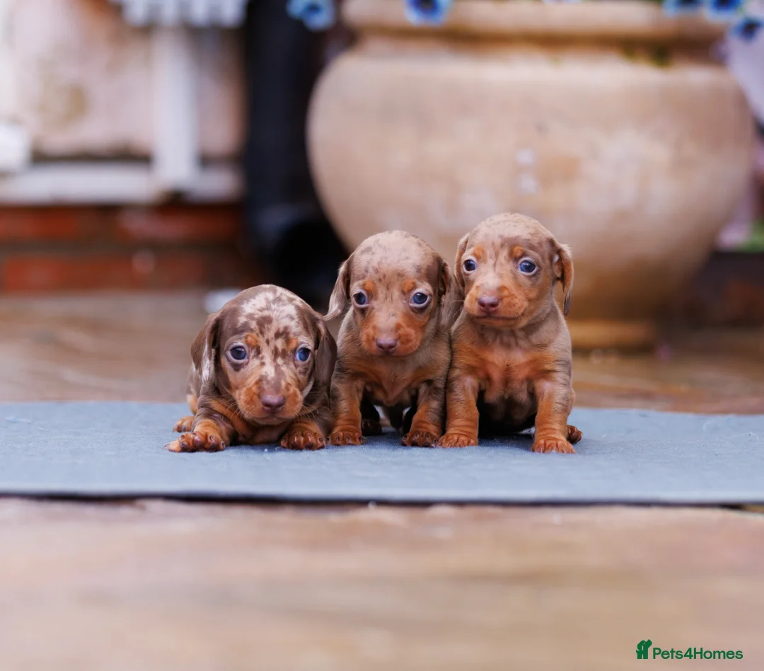Miniature Dachshund dogs for sale: Top Tier Miniature Dachshunds for sale! - Advert 1