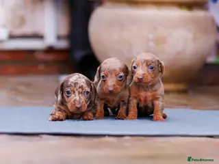 Miniature Dachshund dogs Top Tier Miniature Dachshunds for sale! - Advert 6