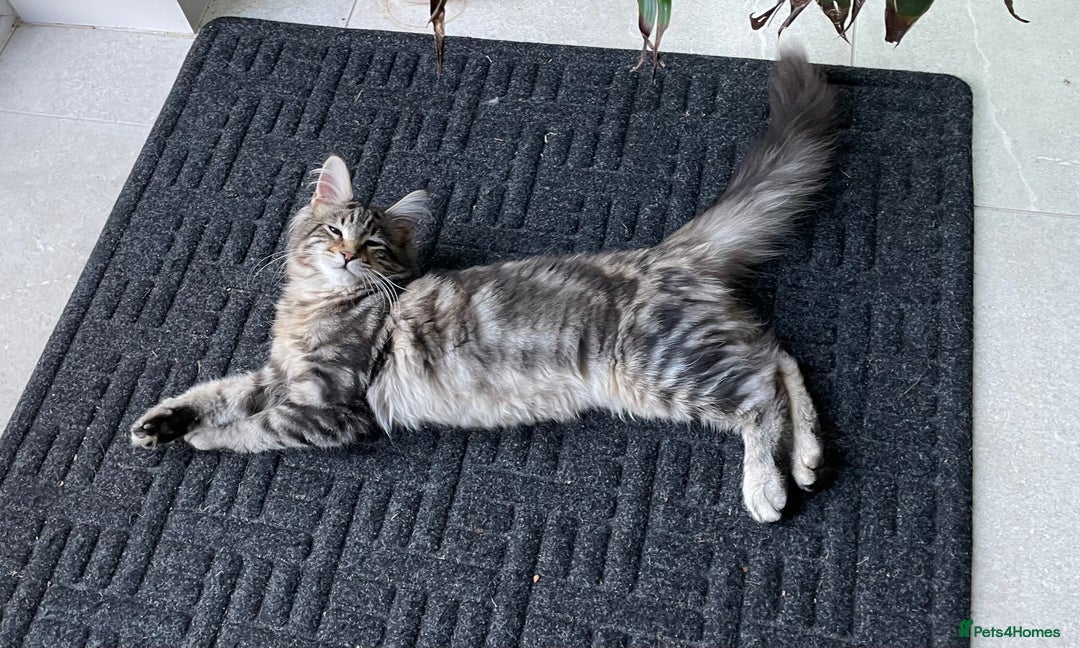 Maine Coon cats for sale: Beautiful 2 year old tabby Maine coon - Image 2