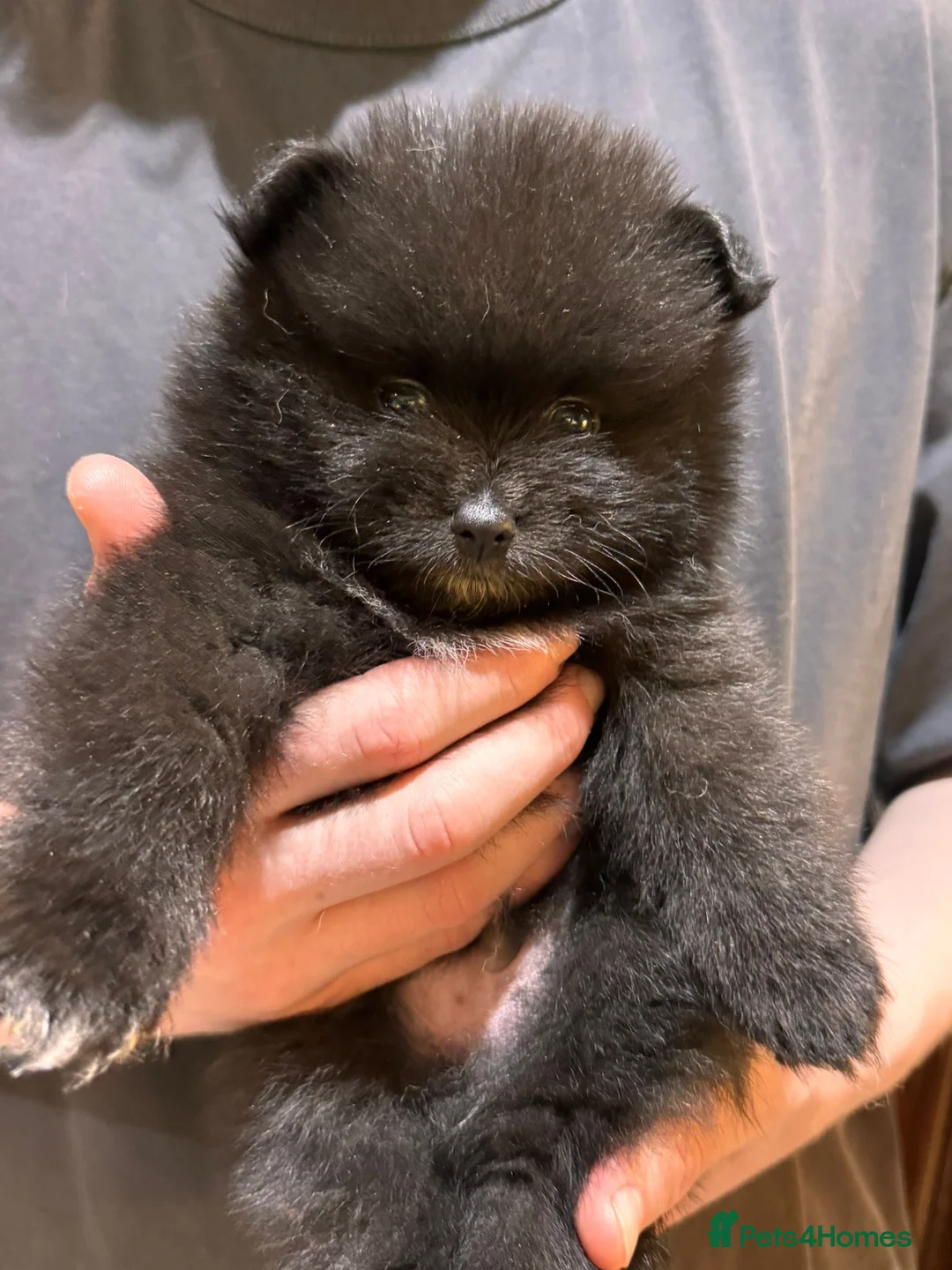 Pomeranian dogs for sale: Beautiful black pomeranian puppies - Advert 2