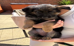 German Shepherd dogs for sale: German Shepherd Puppies - Image 10