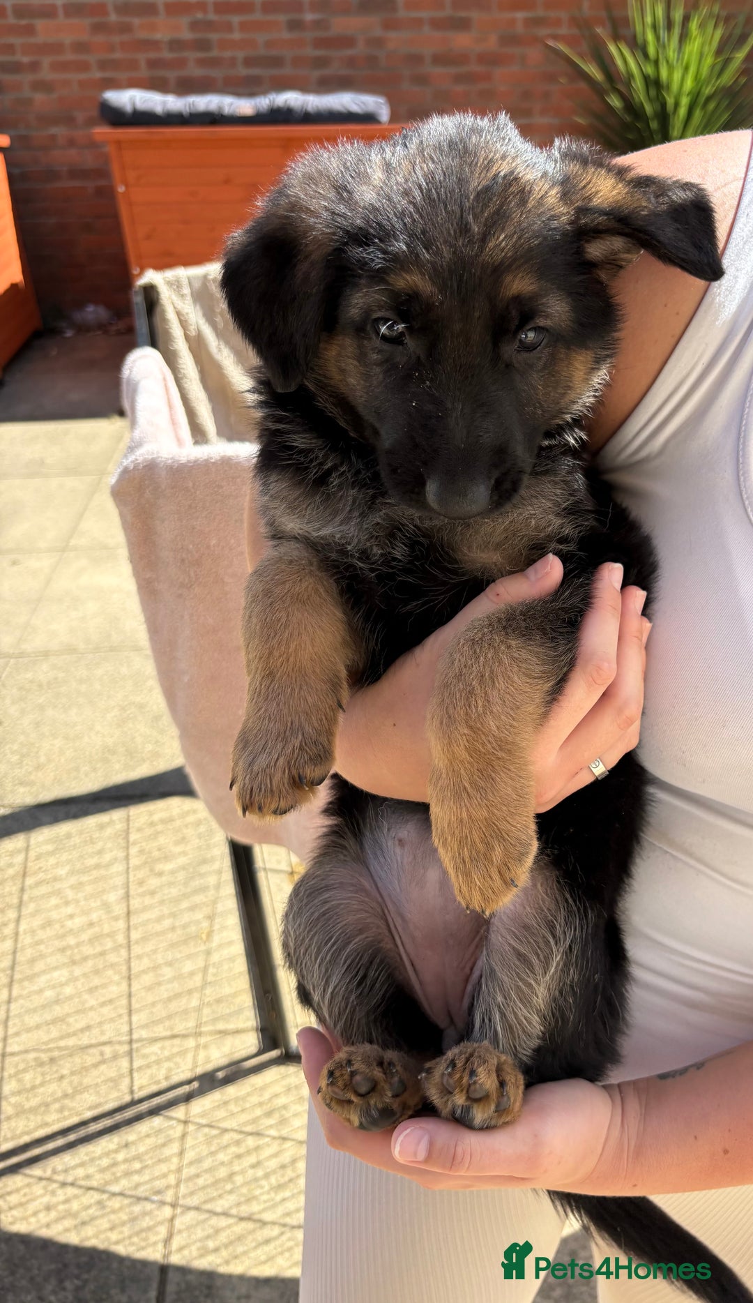 German Shepherd dogs for sale: German Shepherd Puppies - Image 10