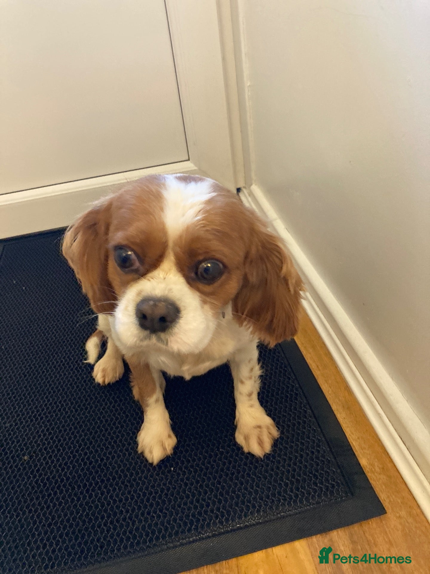 Cavapoo dogs F1 Cavapoo puppy’s  - Advert 1