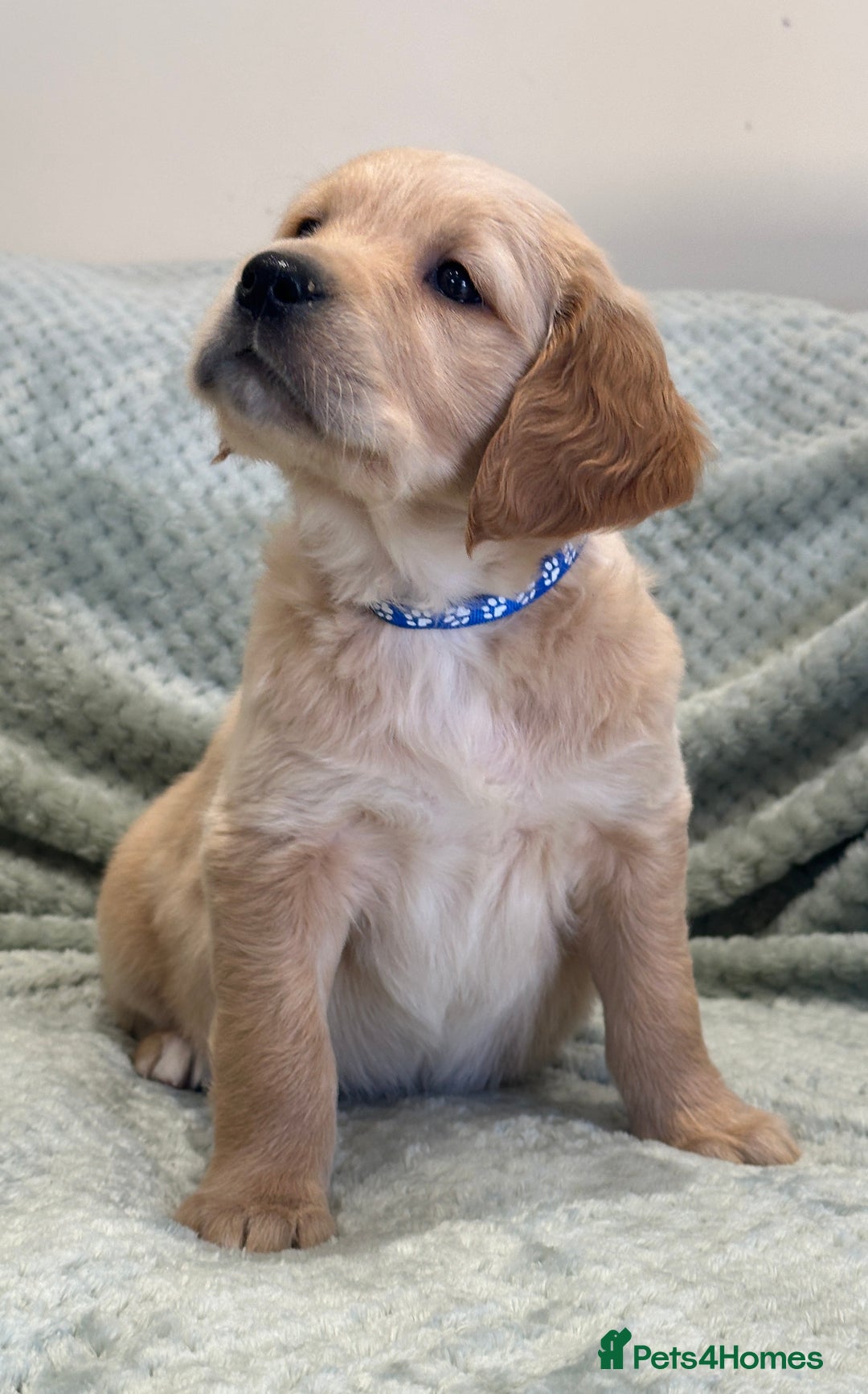 Golden Retriever dogs for sale: Quality litter of KC reg Golden Retriever Puppies  - Advert 35