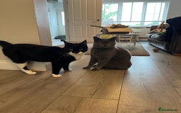 British Shorthair cats for sale: British Shorthair & DSH - Bonded House Cats - Image 5