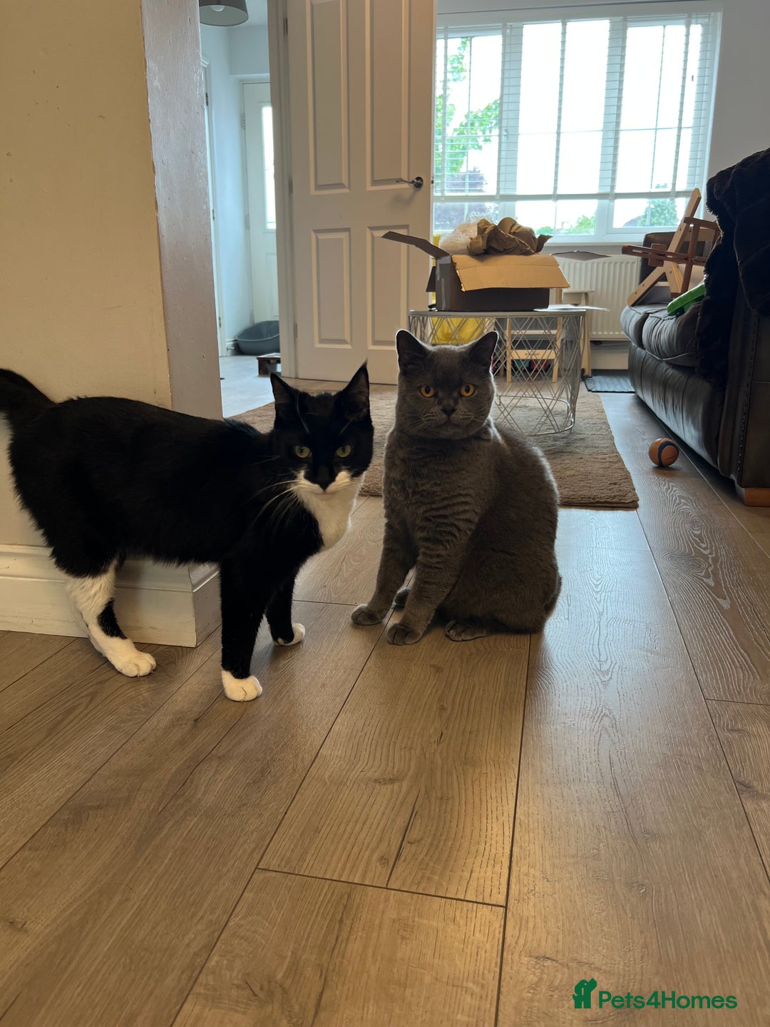 British Shorthair cats for sale: British Shorthair & DSH - Bonded House Cats - Image 5