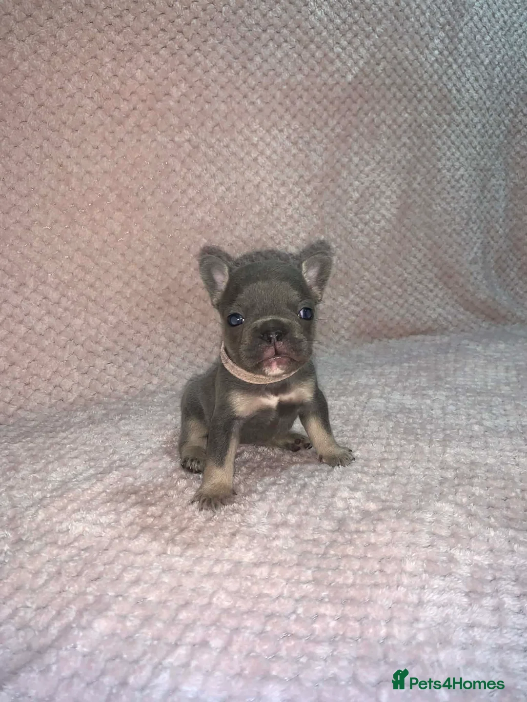 French Bulldog dogs for sale: 🐾Stunning Blue & Blue and Tan Frenchie Puppies🐾 - Advert 2