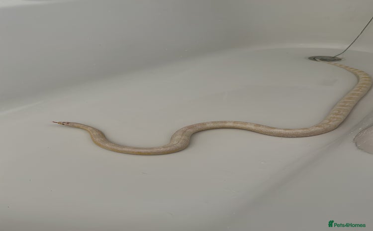Corn Snake reptiles - Advert 3