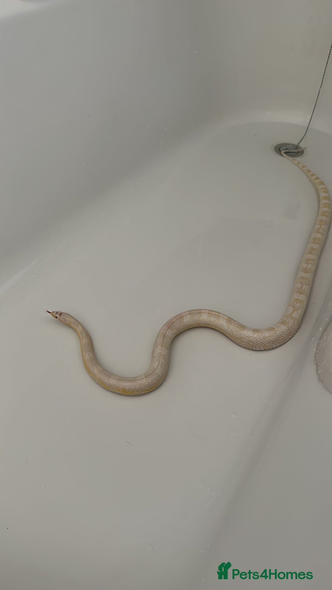 Corn Snake reptiles for sale: Corn snake + Viv - Image 1