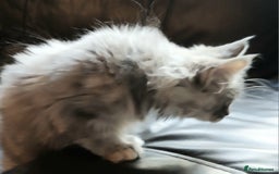 Maine Coon cats for sale: Beautiful TICA reg girl READY NOW! - Advert 5