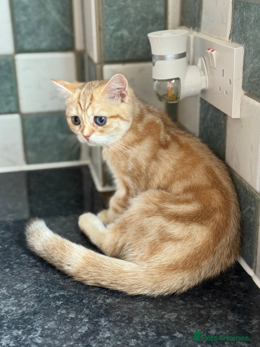 British Shorthair cats for sale: GCCF reg BSH Chocolate Golden Odd Eyes Last Male in London - Image 35