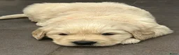 Golden Retriever dogs for sale: KC Golden Retriever Puppies Health Tested Parents - Advert 8