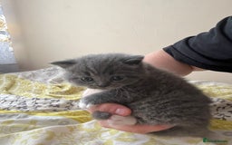 British Shorthair cats for sale: beautiful and cute kitten for sale  - Image 12