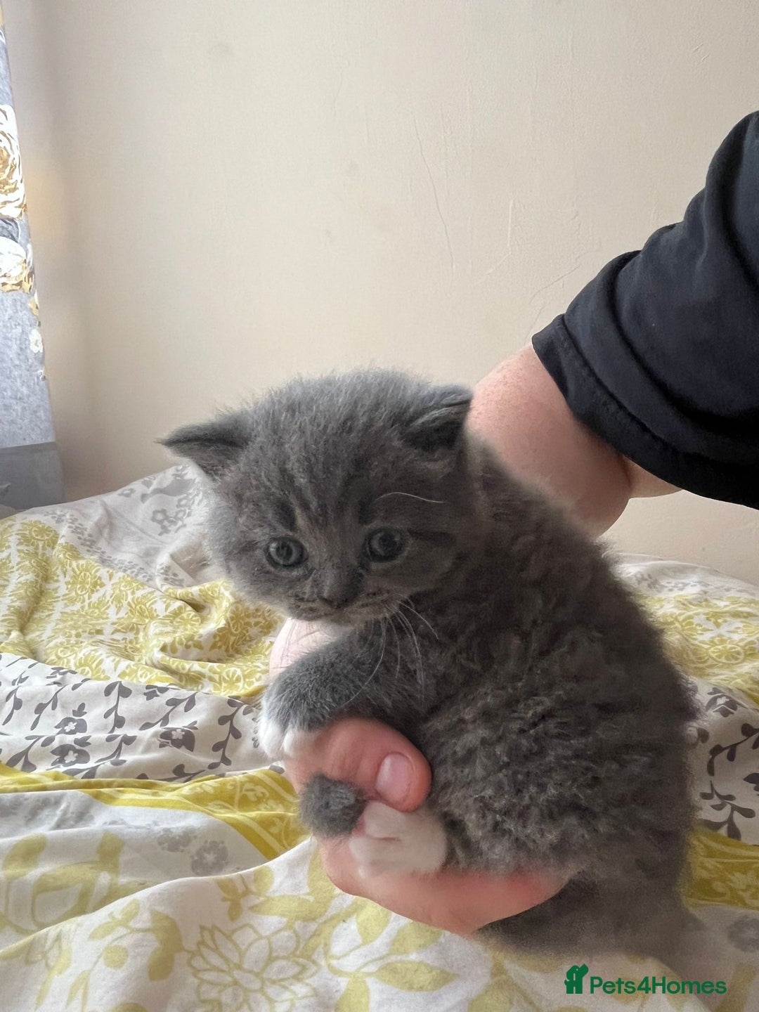 British Shorthair cats for sale: beautiful and cute kitten for sale  - Image 12