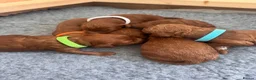 Cockapoo dogs for sale: 🐶💕 F1B COCKERPOO PUPPIES HAVE ARRIVED! 💕 - Advert 18