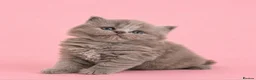 British Longhair cats for sale: Exceptional quality GCCF British Longhair  - Advert 5