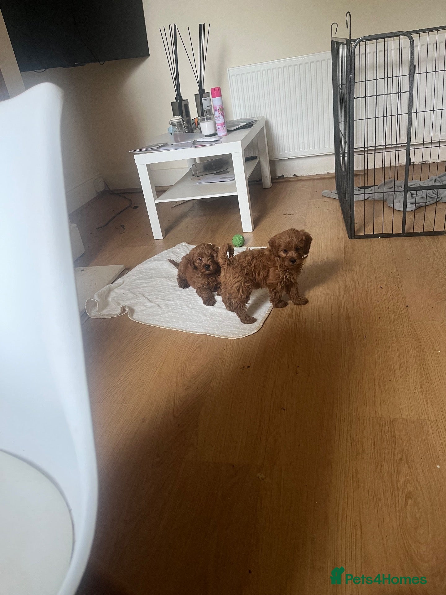 Cavapoo dogs Fully vaccinated vet checked READY TO LEAVE - Advert 1