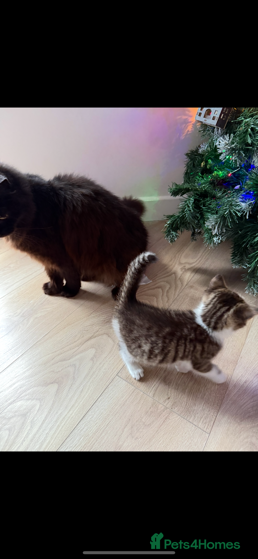 Mixed Breed cats for sale: Kittens  - Advert 13