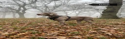 Weimaraner dogs for sale: Stunning pedigree puppies, London, ready 18 Sep - Advert 4