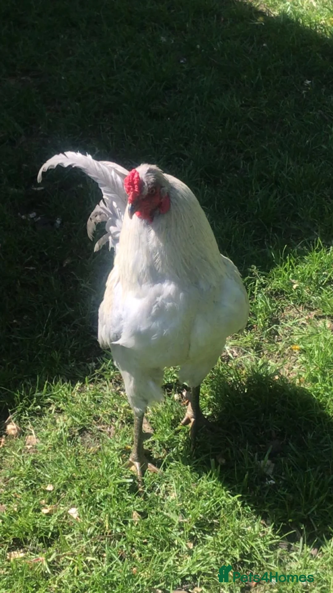 Chickens poultry for sale: Large Lavender Cockrell - Advert 1