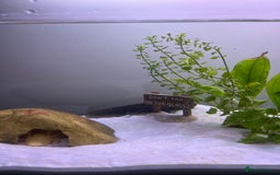 Axolotl reptiles for sale: Aquarium set up and pump  - Image 5