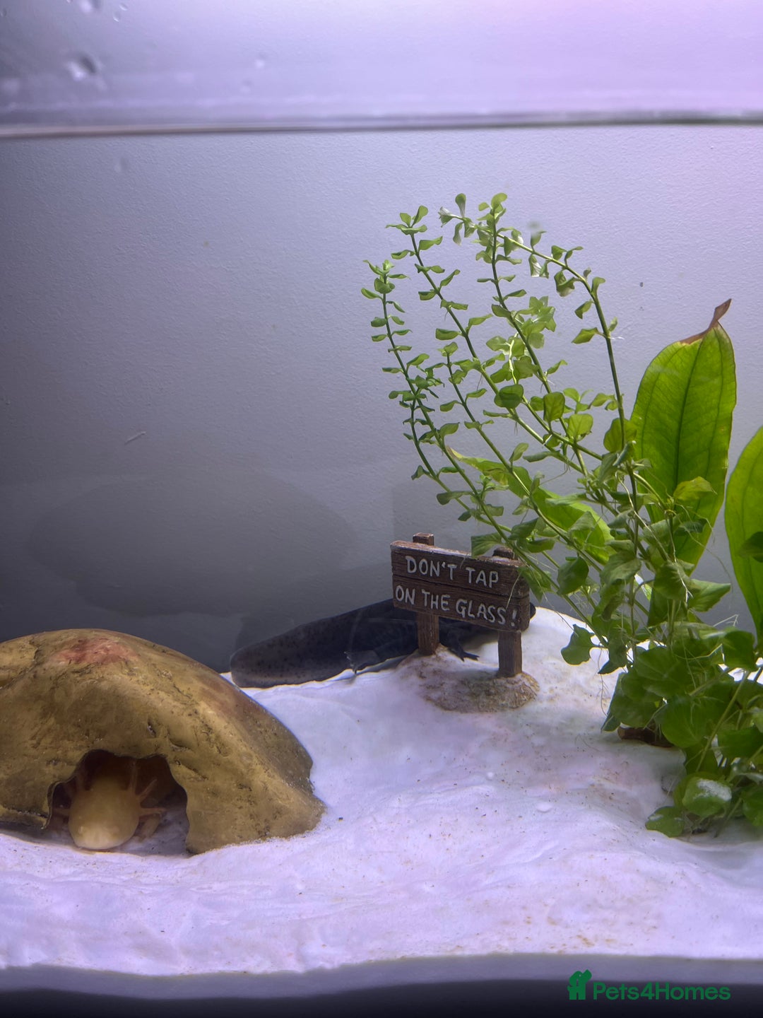 Axolotl reptiles for sale: Aquarium set up and pump  - Image 5