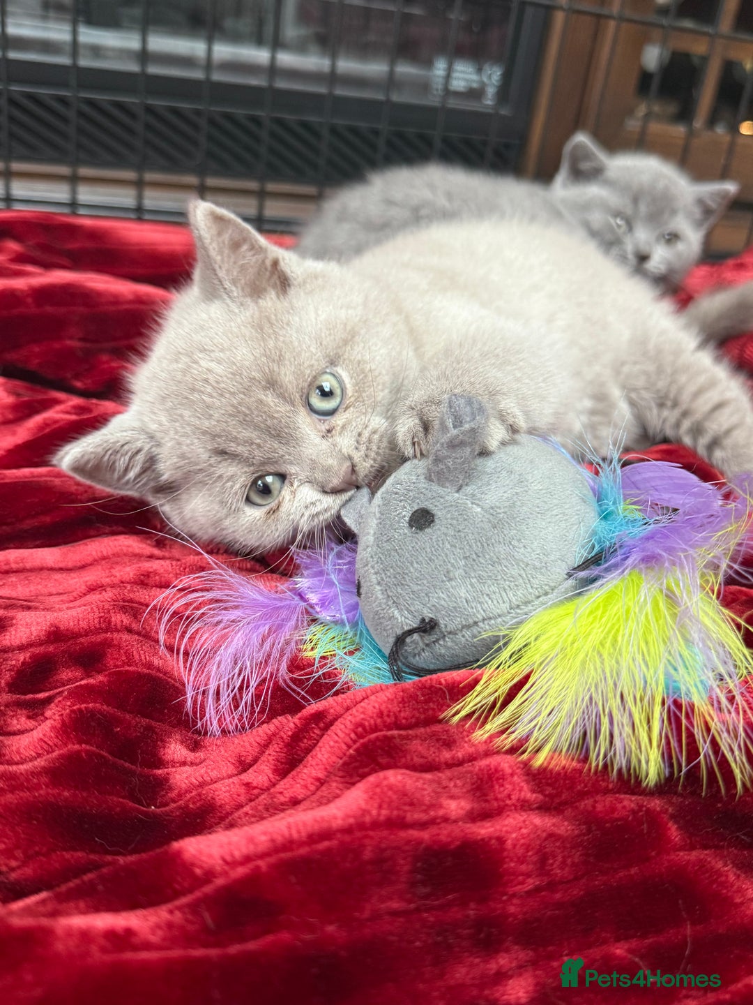 British Shorthair cats for sale: Four Beautiful British Short Hair Kittens  - Image 2
