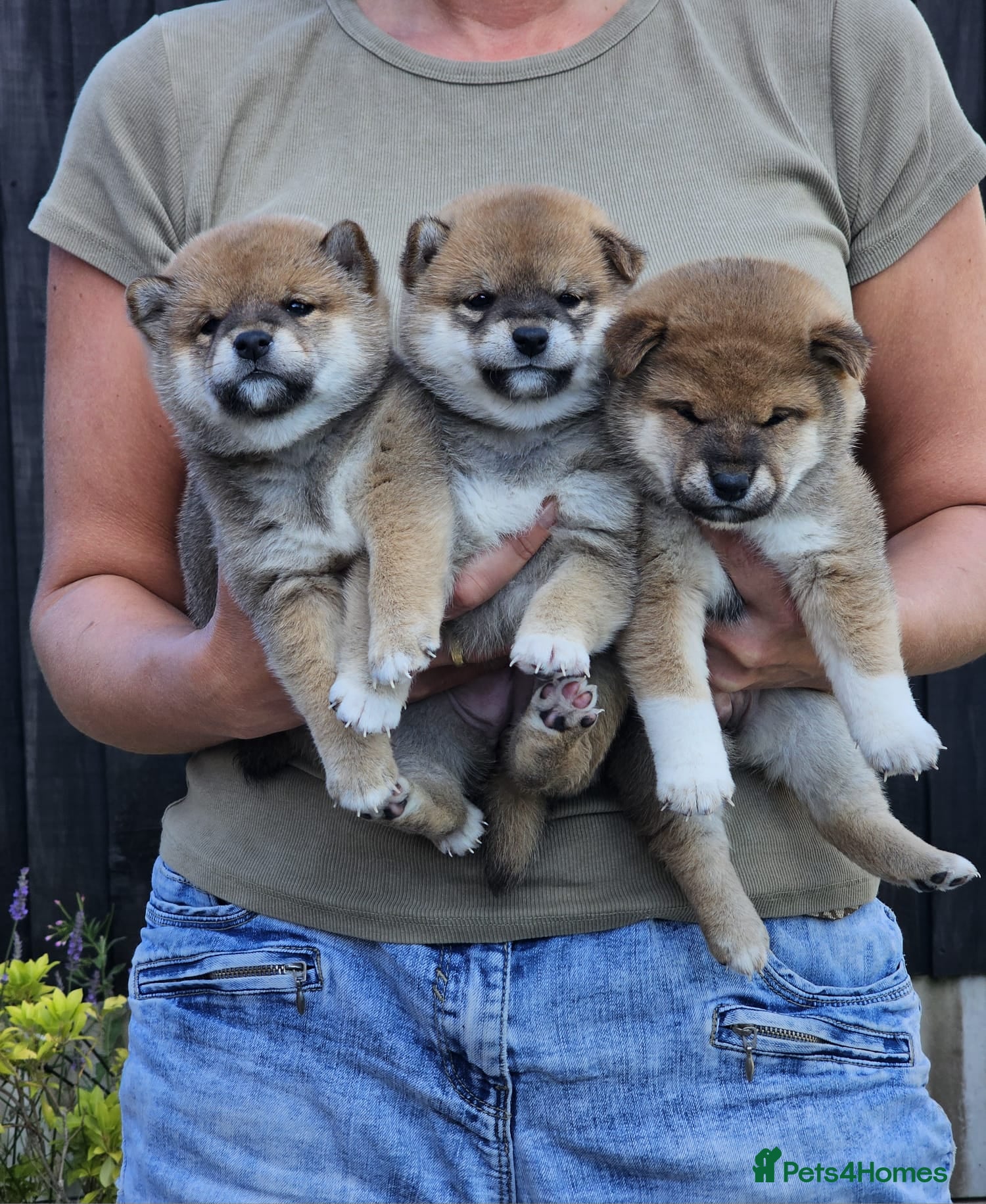 Japanese Shiba Inu dogs Top Quality Japanese shiba inu  - Advert 2