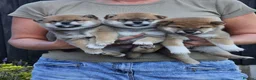 Japanese Shiba Inu dogs for sale: Quality Japanese shiba inu  - Advert 6